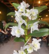 Beyaz Dendrobium